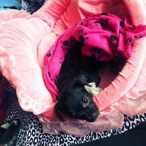 Meet your Posher, Brandy